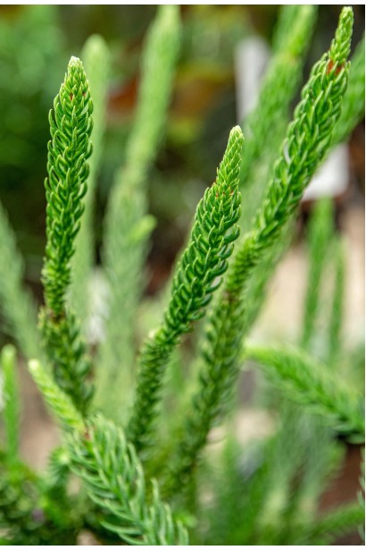 Cryptomeria ’Dinger’